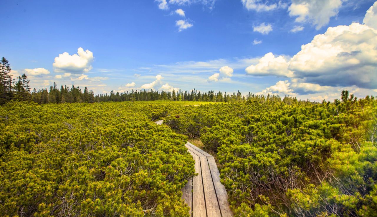 the Confederation Trail surrounded by wildflowers in PEI