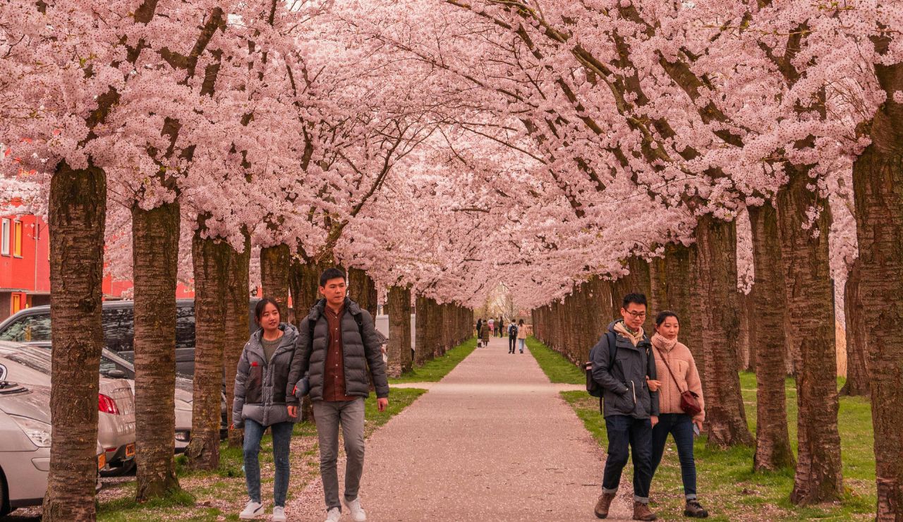Couple walking through Kyotoās cherry blossoms in traditional attire.