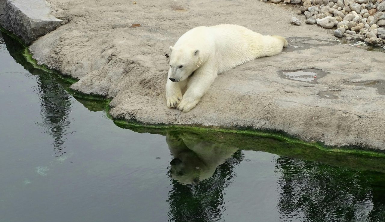 Polar bear trekking across snowy tundra in Churchill, Manitoba.