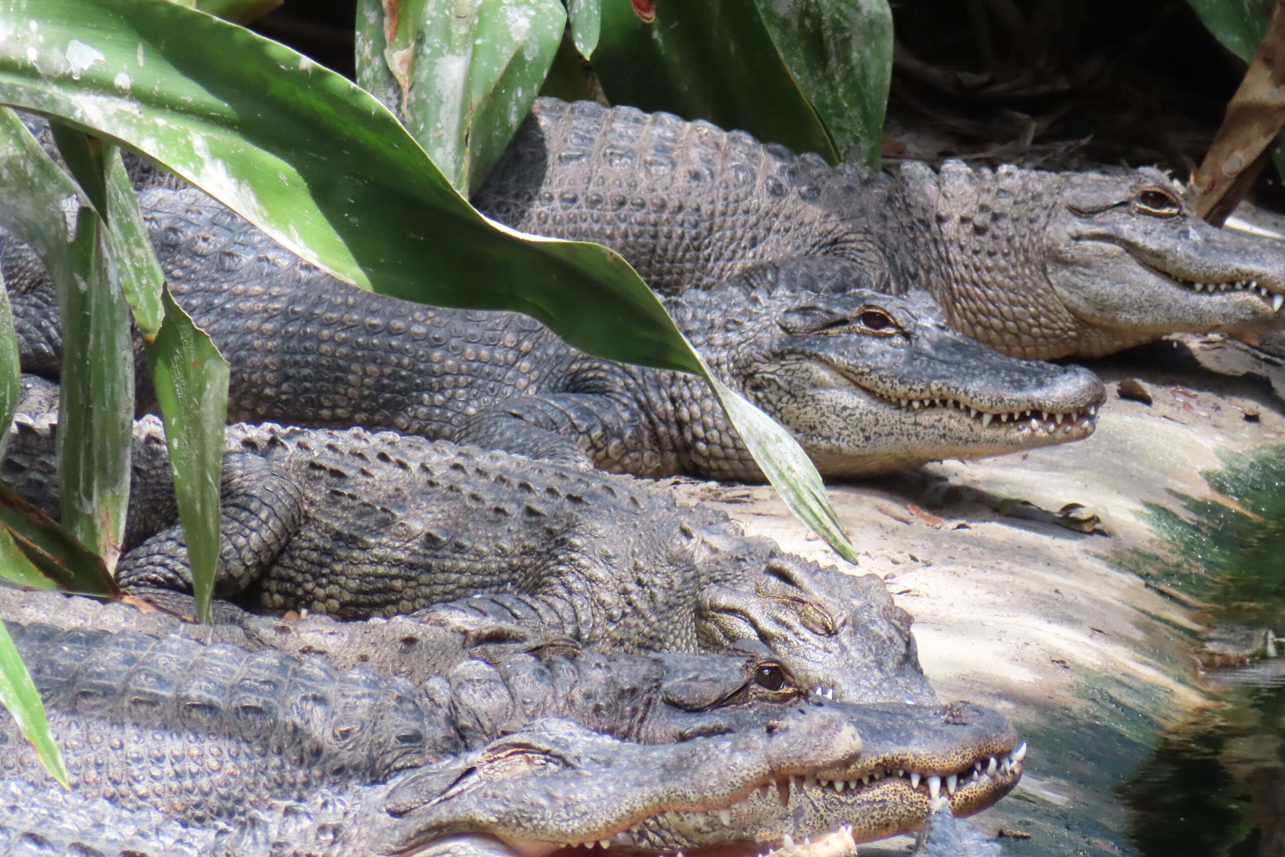 Row of alligators in Alligator Farm Zoological Park, St. Augustine.
