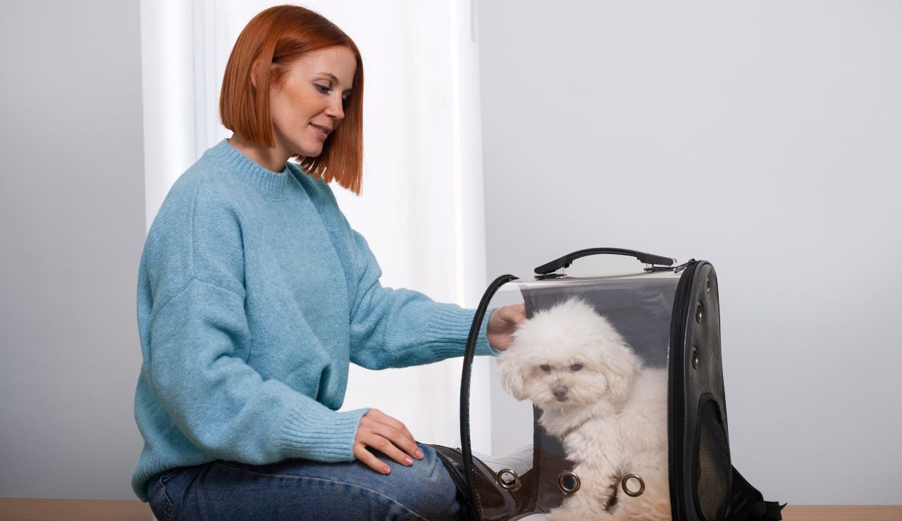 Small dog resting in an airline-approved pet crate by a plane gate.