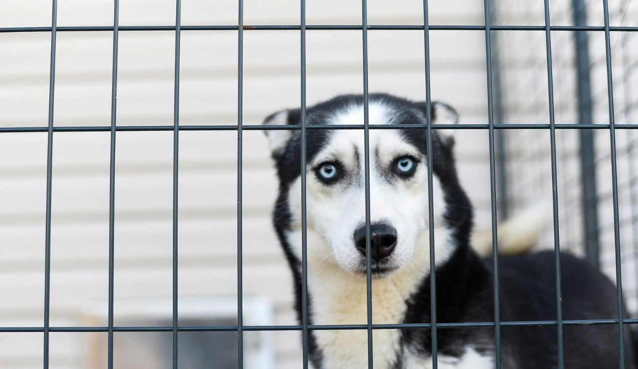  Dog in a clean quarantine kennel looking out through the bars.