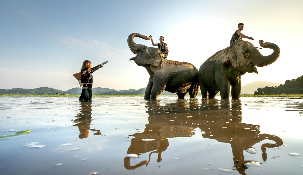 Visitors interacting with elephants in Chiang Mai forest