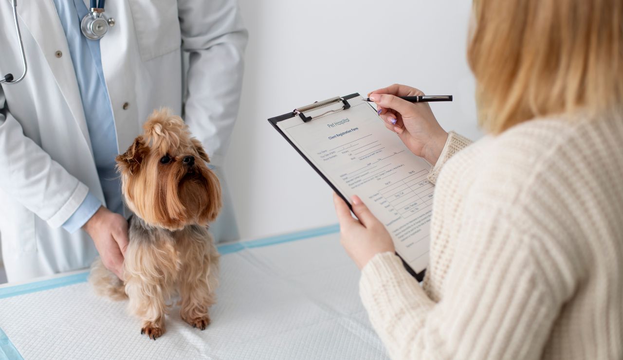  Close-up of official pet vaccination paperwork with a paw print stamp.