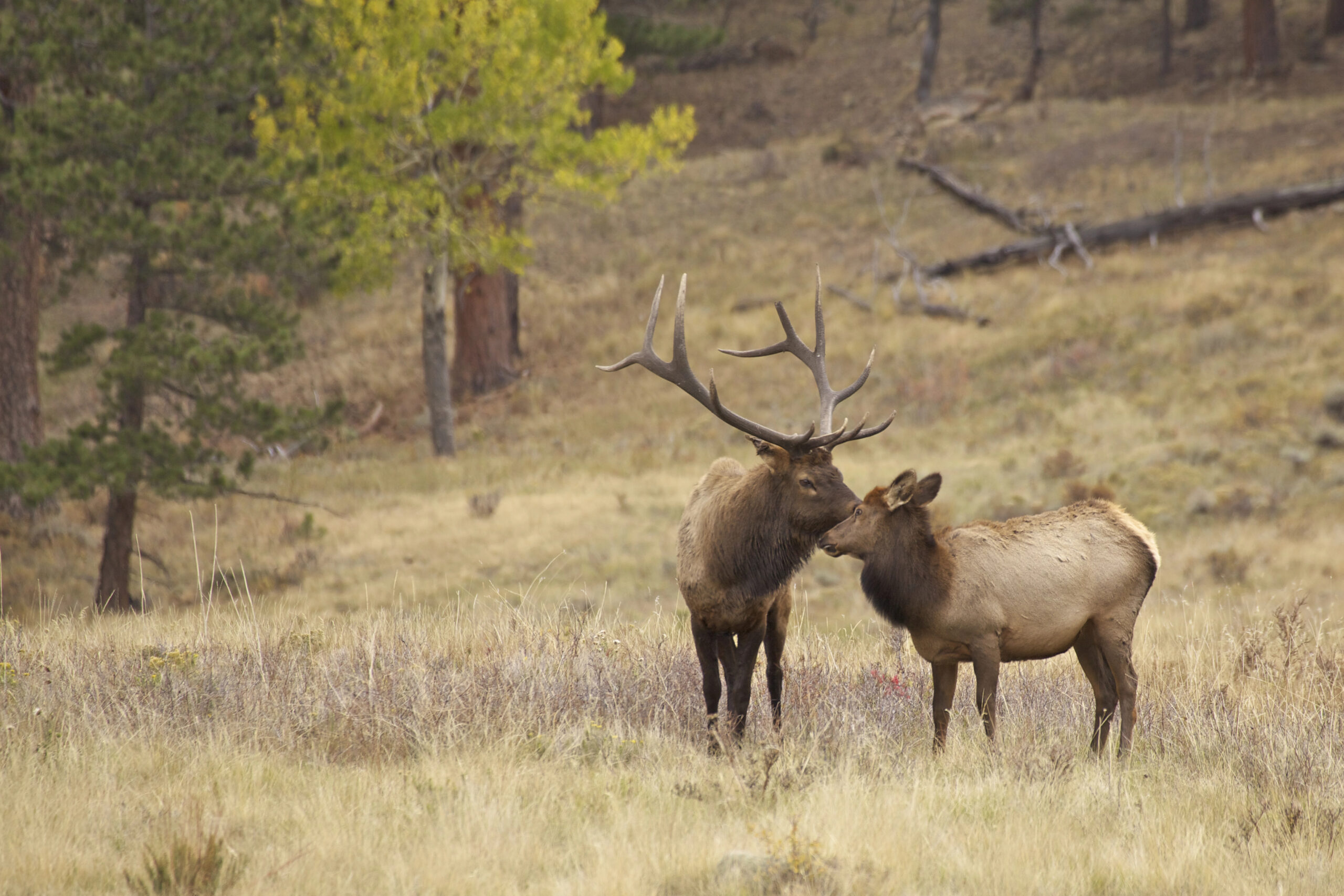 An adult elk touches noses with a younger elk in a grassy field, with trees and dry grass in the background.