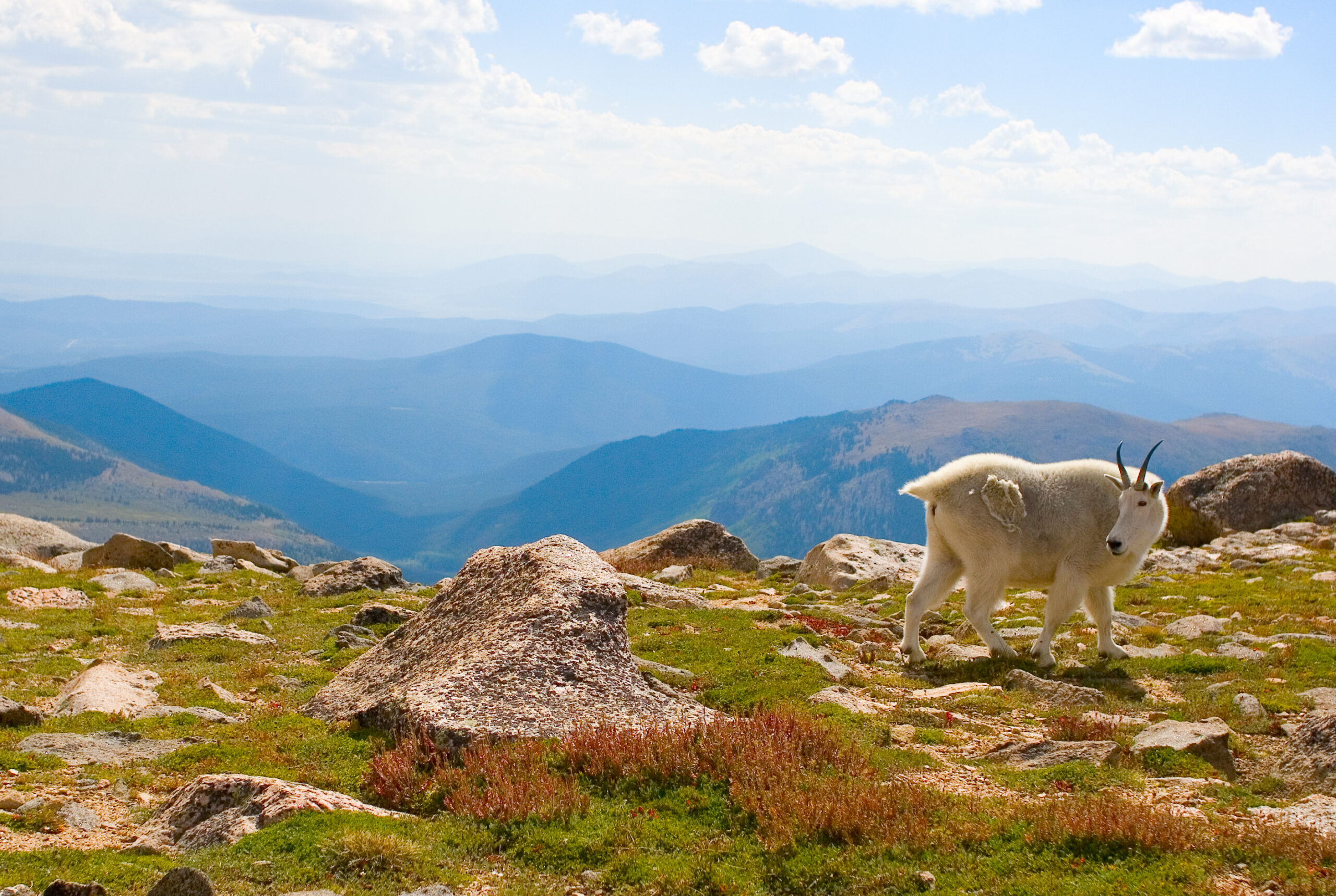 A mountain goat stands on rocky ground with grass, gazing over blue mountain ranges beneath a cloudy sky.