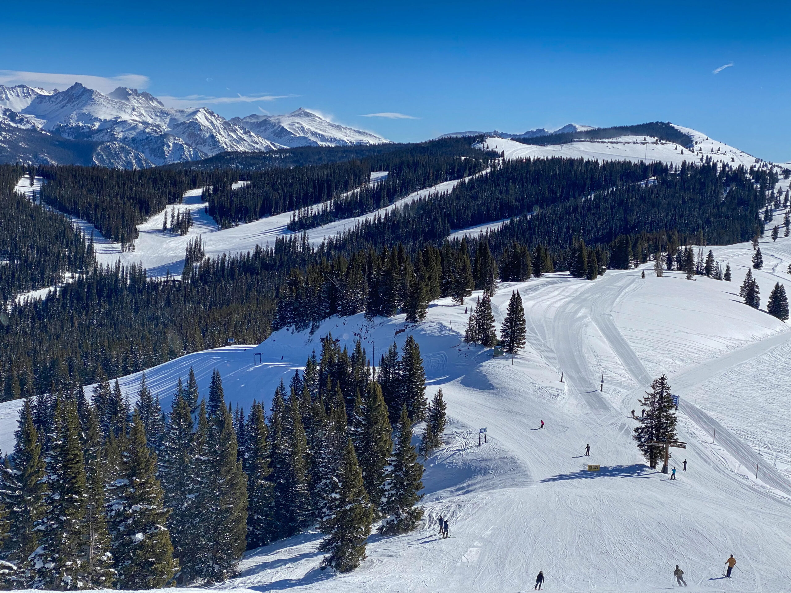 Skiers glide down snowy slopes bordered by pine trees and mountains beneath a clear blue sky.
