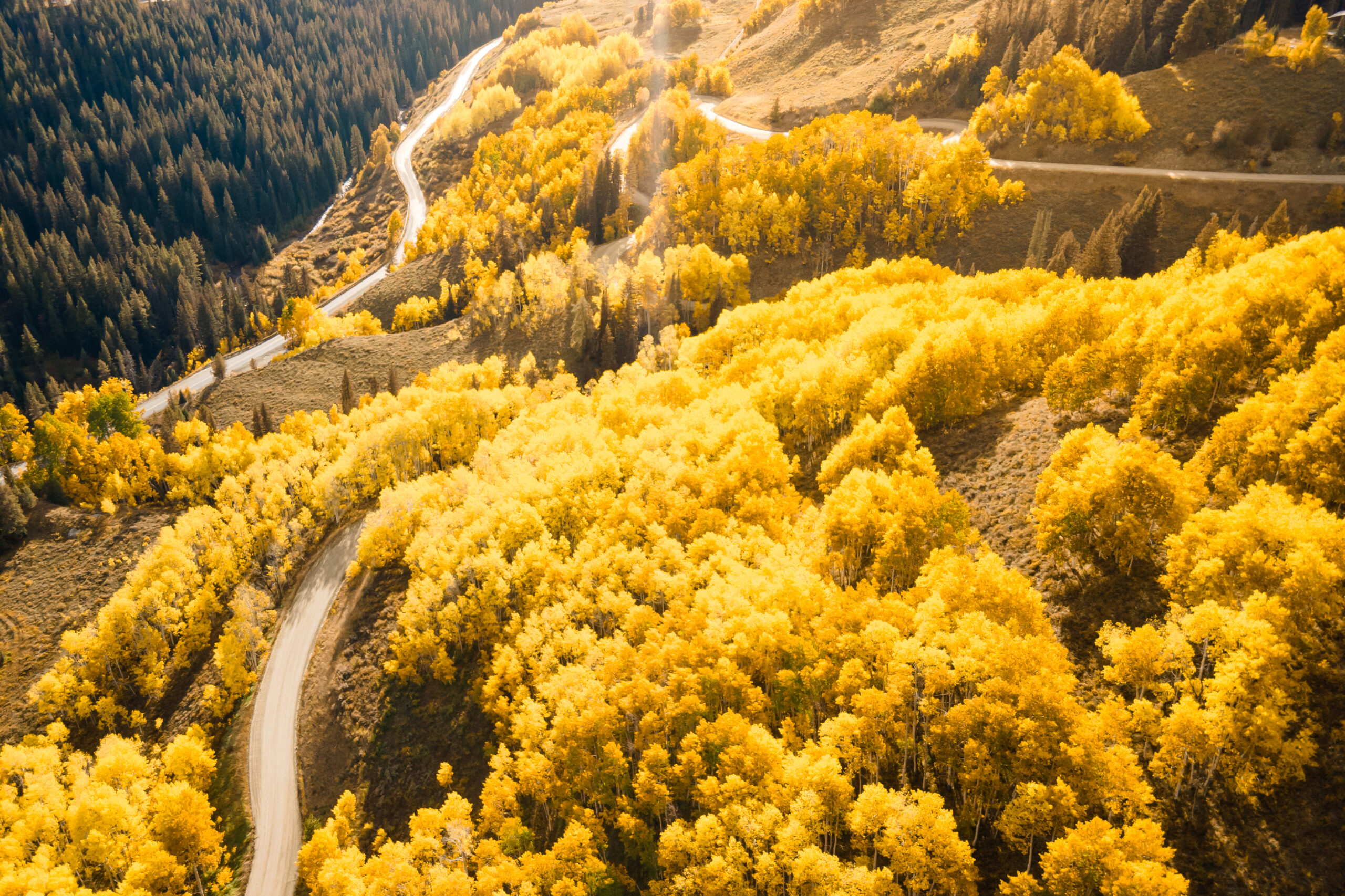 An aerial view shows a winding road curving through hilly autumn forest filled with bright yellow trees in Crested Butte, Colorado.