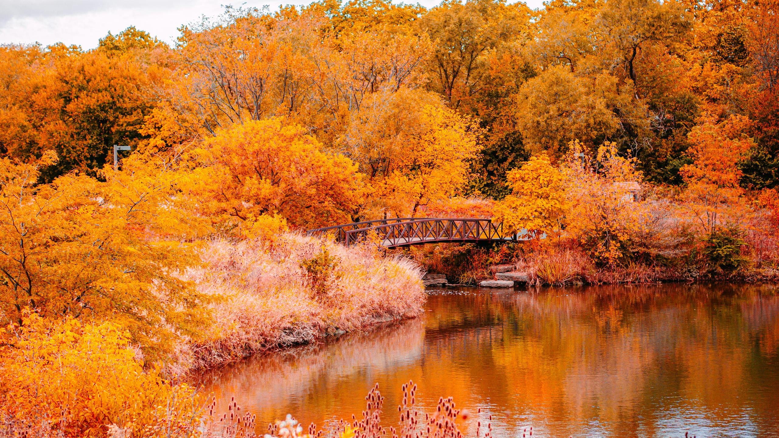 Beautiful autumn landscape featuring a bridge over a river with vibrant orange foliage in Lisle, Illinois.