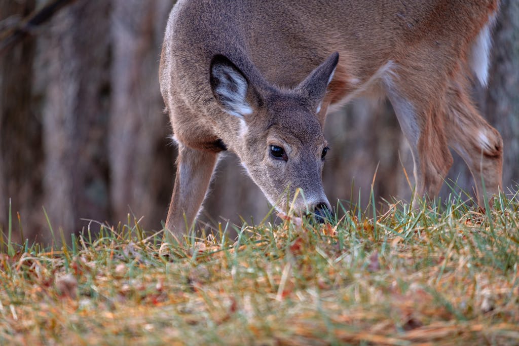 Captivating close-up of a white-tailed deer grazing in Shenandoah, Virginia forest.