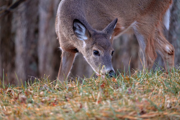 Captivating close-up of a white-tailed deer grazing in Shenandoah, Virginia forest.