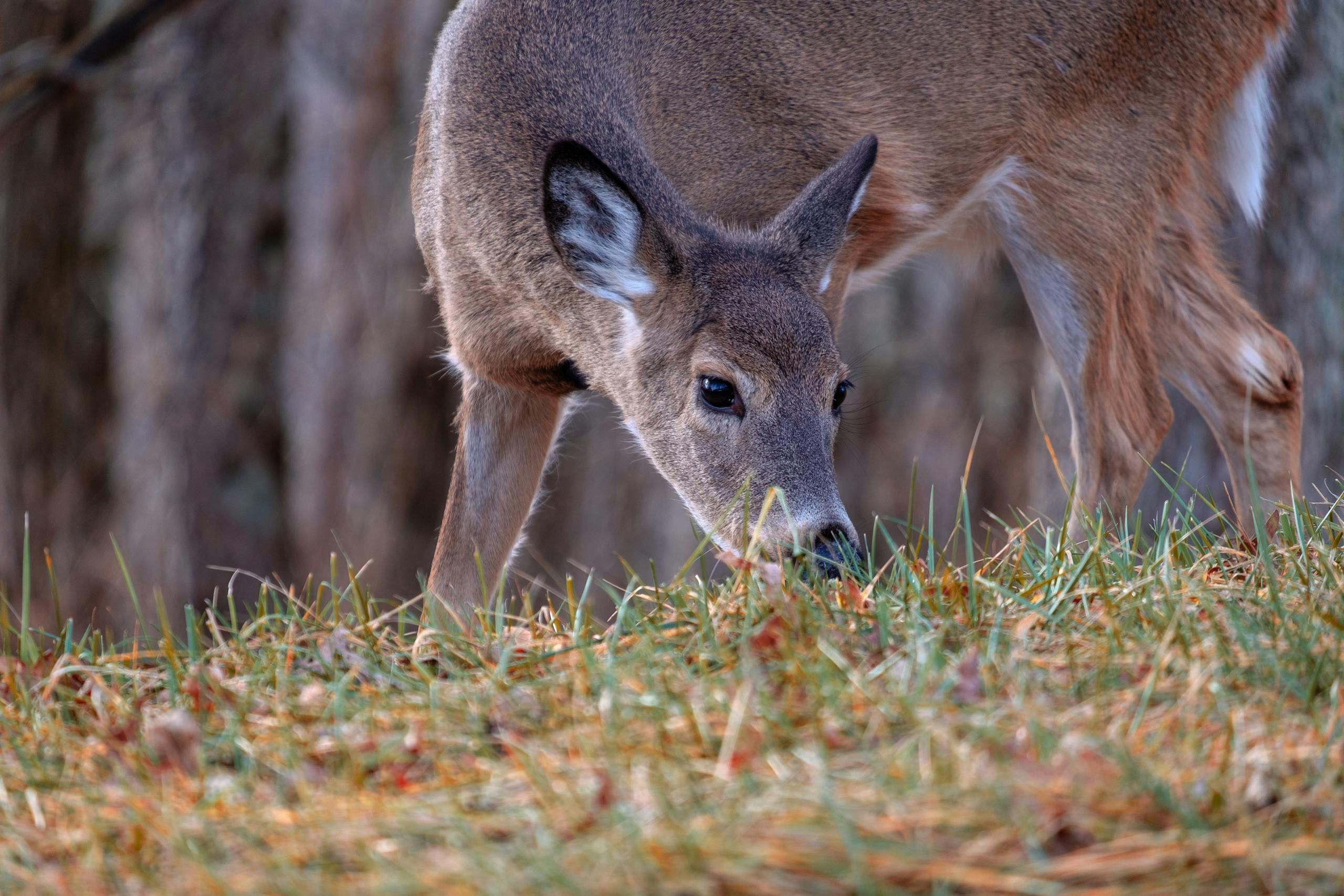 Captivating close-up of a white-tailed deer grazing in Shenandoah, Virginia forest.