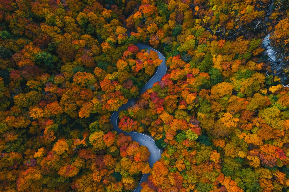 A winding road cuts through a dense forest filled with vivid orange, red, and yellow autumn leaves.