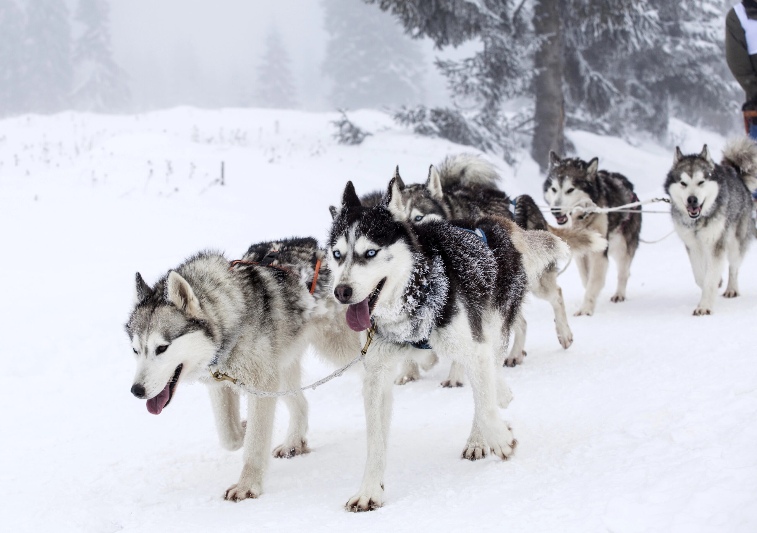 A team of huskies pulls a sled through snow with trees in the background in Vail.