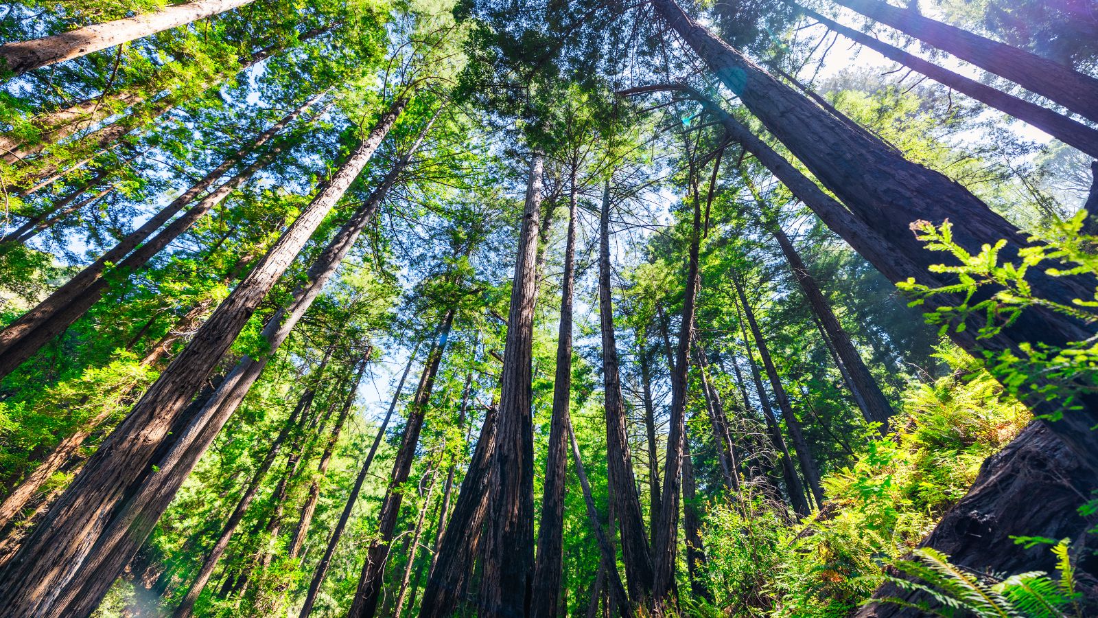 Sunlit redwood trees with green foliage tower upward, viewed from below.