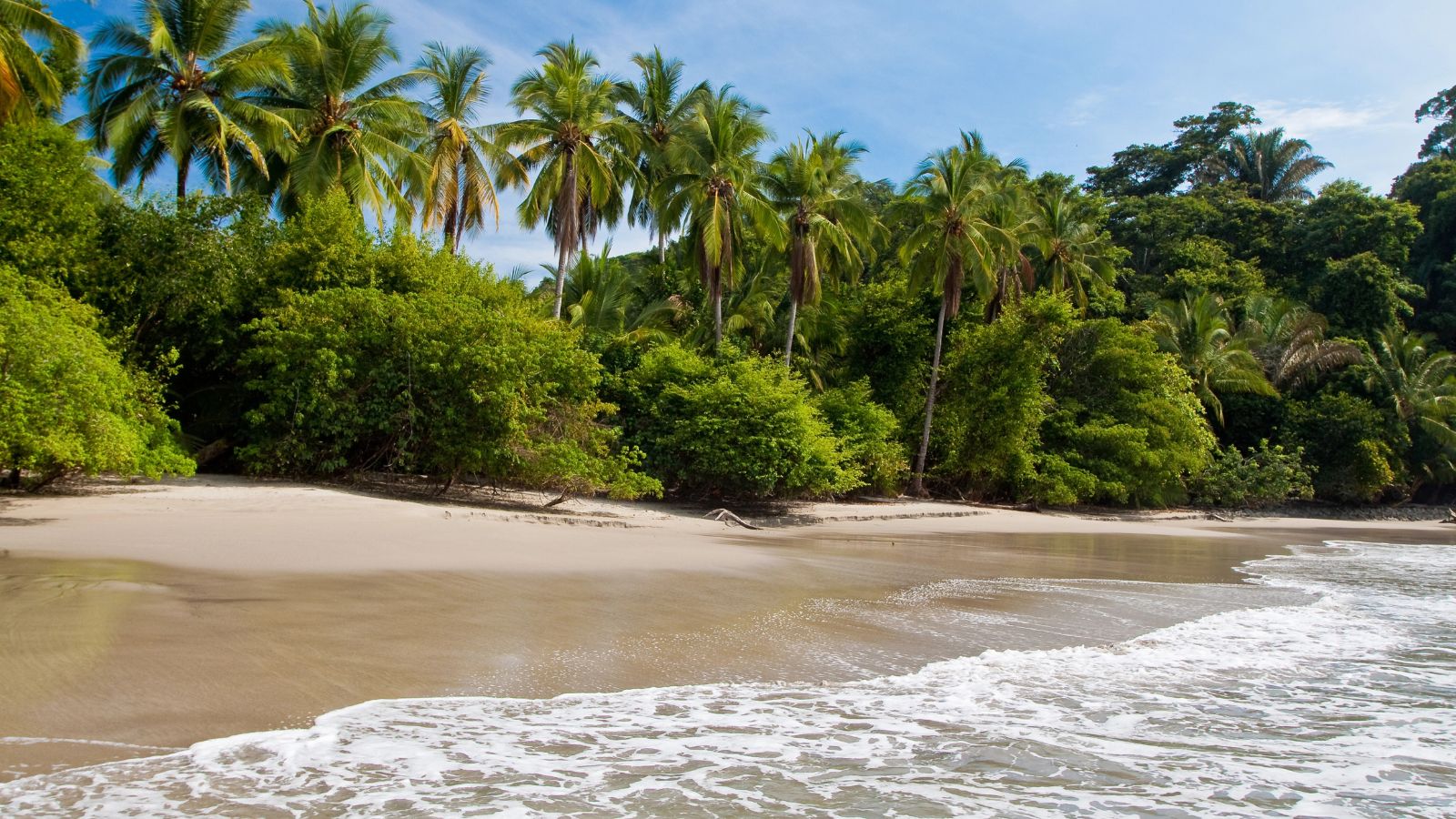 A sandy beach with gentle waves, dense tropical greenery, and tall palms beneath a blue sky.