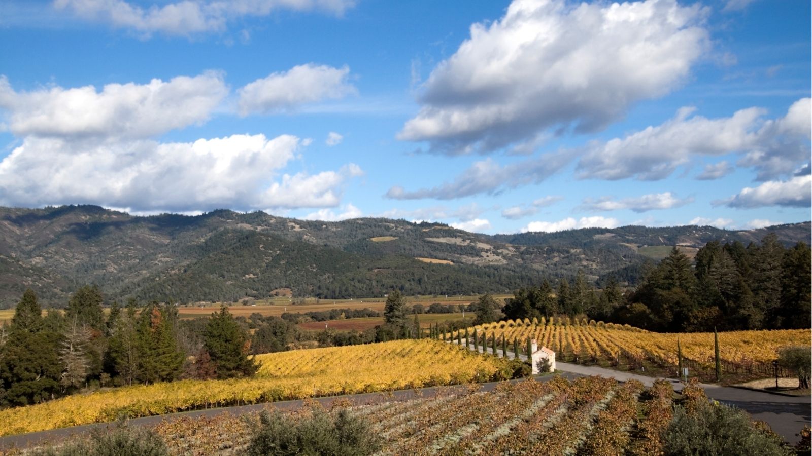 Grapevines line a vineyard with rolling hills, scattered trees, and a partly cloudy sky in the background.