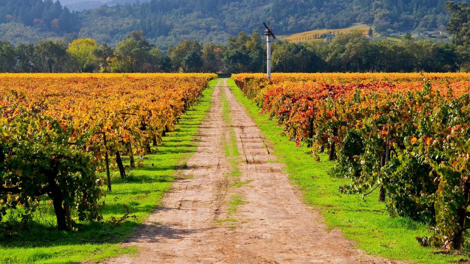 A dirt road cuts through a vineyard of grapevines, bordered by green grass and hills beneath a clear sky.