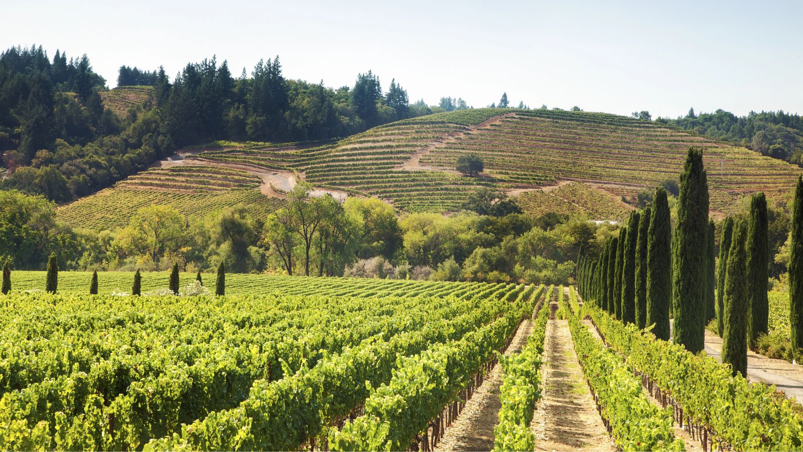 Grapevines span rolling hills bordered by trees and cypress under a clear sky.