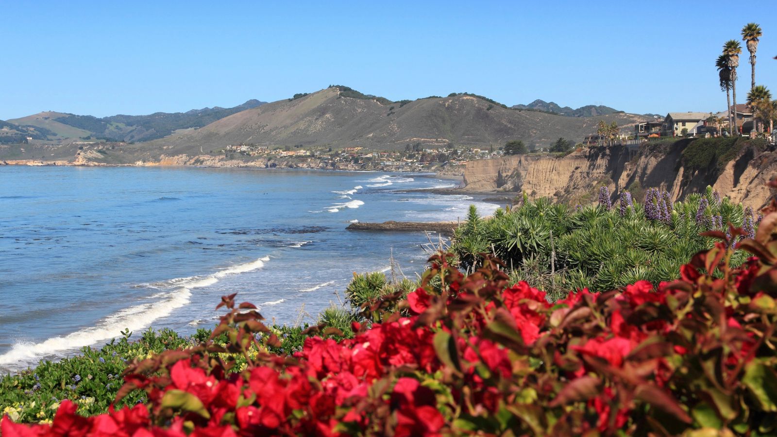Red flowers front a sandy cliff overlooking ocean waves, with distant mountains beneath a clear blue sky.