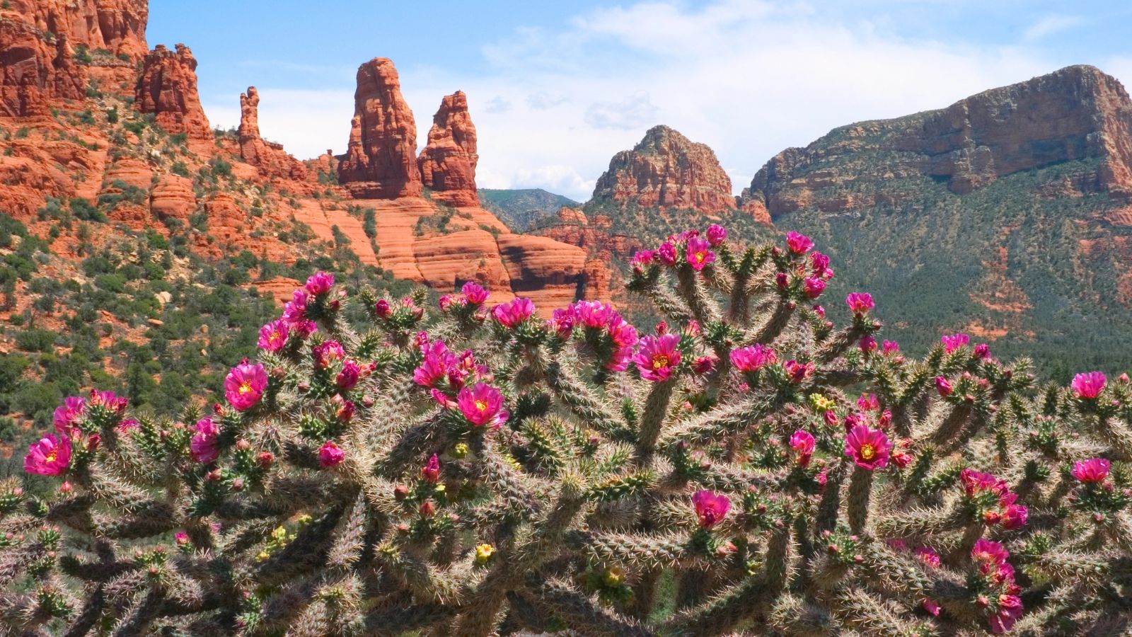 Cactus with pink flowers in the foreground, red rock formations and blue sky behind, in a desert landscape.
