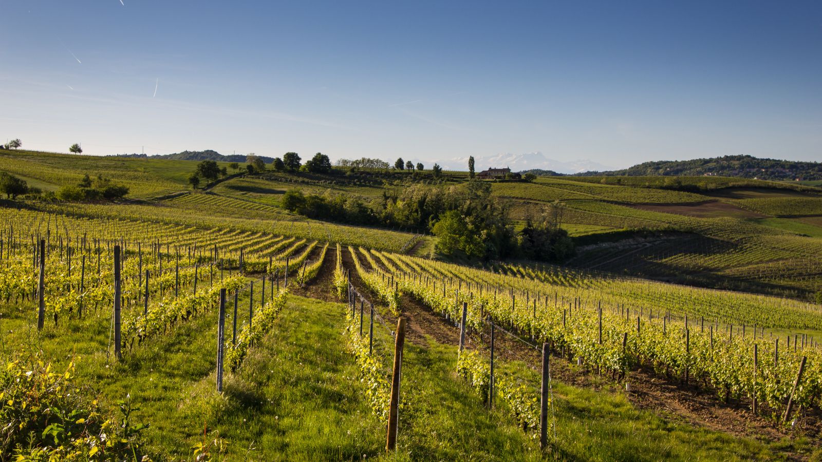 Grapevines line rolling hills beneath a blue sky, with trees and mountains visible in the distant background.