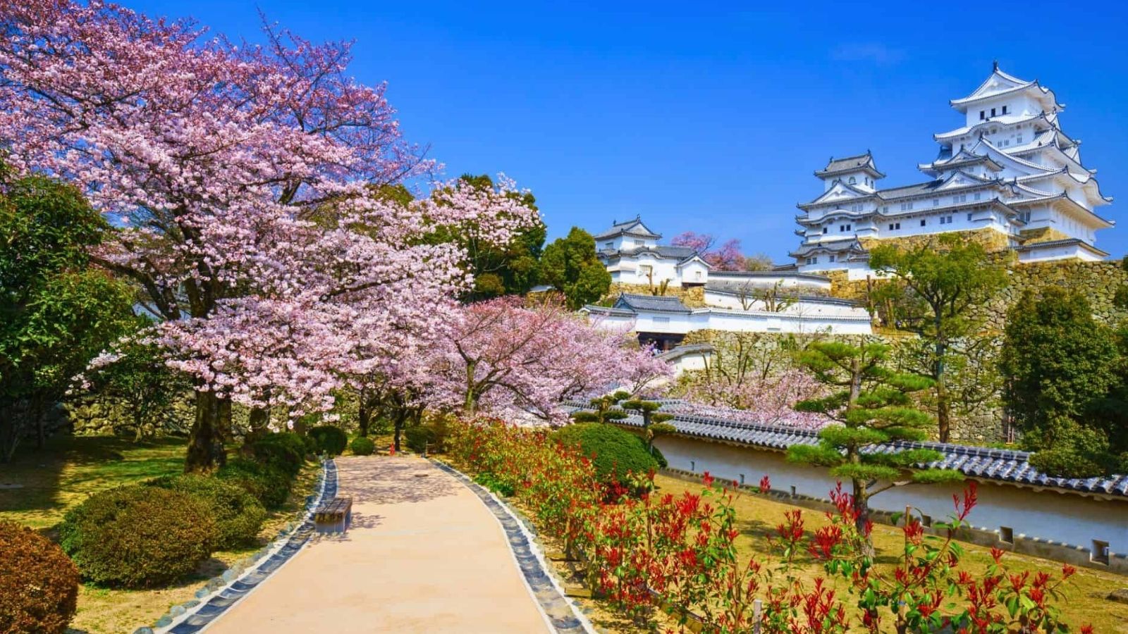 A stone path winds through cherry blossoms toward a white Japanese castle beneath a clear blue sky.