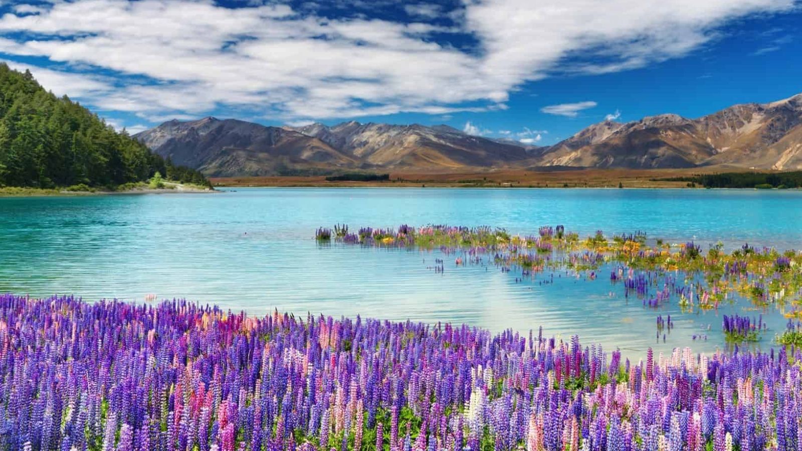 Purple and pink lupines in a field by a clear blue lake, with mountains and a partly cloudy sky behind.