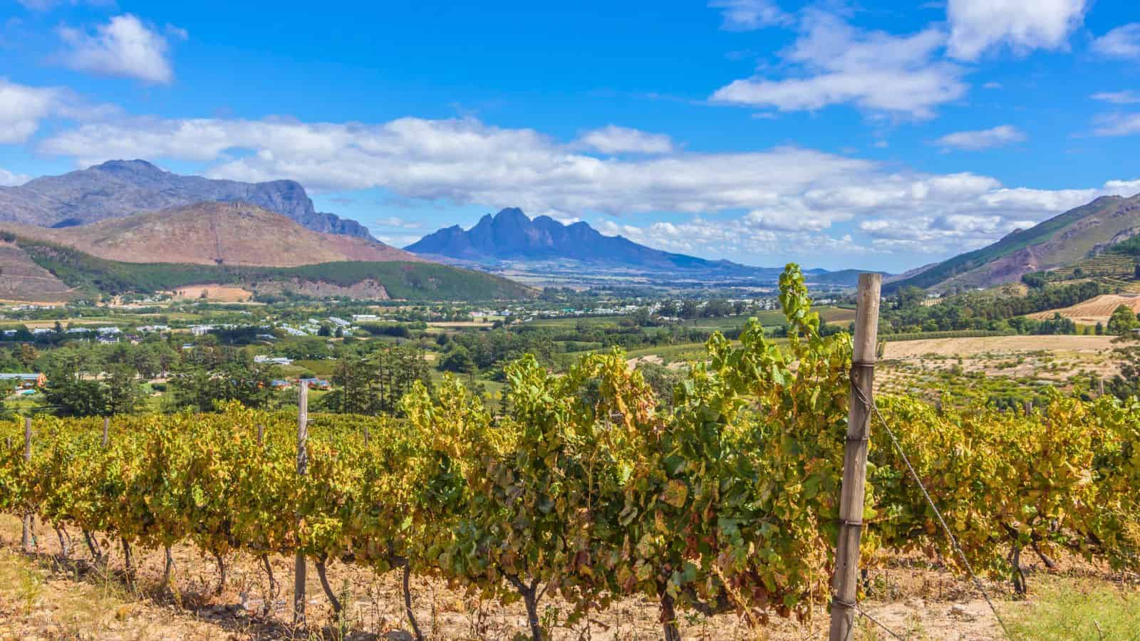 Vineyard grapevines with mountains and a valley town in the background under a partly cloudy sky.