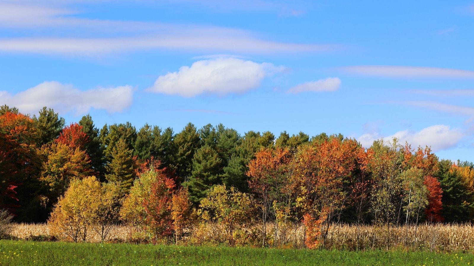 A green grassy field, multicolored autumn trees, and a blue sky with scattered clouds.